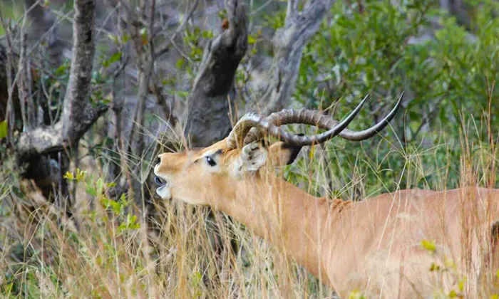 Dinokeng Big 5 Game Reserve: 2-Night stay for 2 including self game drive at Halfway There Game Lodge